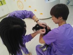 -康旭宠物医院(郑州总院)