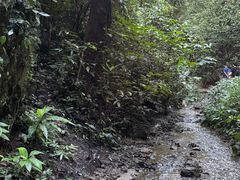 -西双版纳原始森林公园