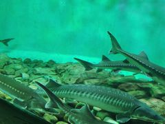 -太平洋海底世界