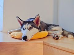 -Husky Go! 哈士奇体验馆·宠物咖啡厅狗咖