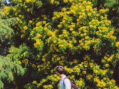 -墨尔本皇家植物园