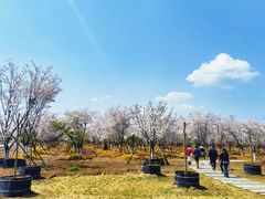 -天王浮山樱花园