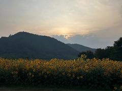 -径山花海