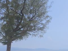 -杨梅坑