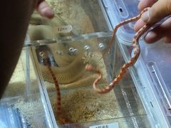 -中环花鸟鱼虫市场