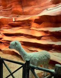 -酷嗒动物文化乐园(cutezoo西溪乐天城店)