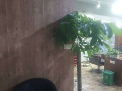 -东方美妍