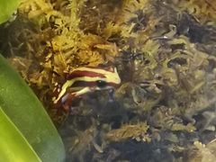 -上海大自然野生昆虫馆(东方明珠·爬宠昆虫探索中心)