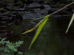 -芦沟竹海