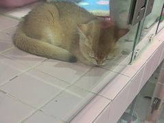 -FAELING PETS美天灵宠物(富力广场店)