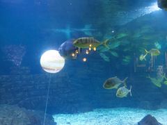 -烟台海昌鲸鲨海洋公园