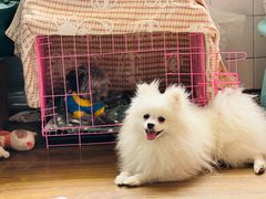 -唐小姐の猫狗洗护·购宠旗舰店(周浦万达店)