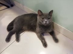 土豆-平行世界·猫咖(首经贸店)