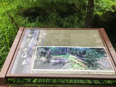 -阿里山神木遗迹