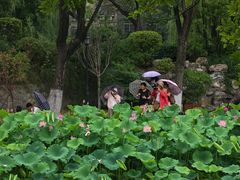 -莲湖公园