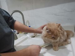 -爪爪喵星球·猫舍(前海卓越店)