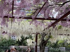 -嘉定紫藤园