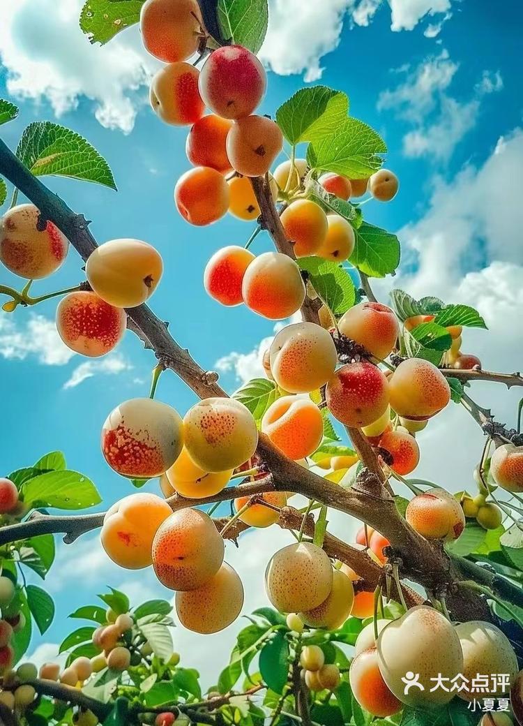 花红果你见过吗