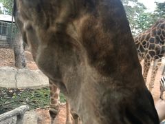 -清迈夜间动物园