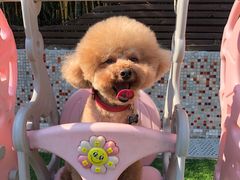 -汪说喵讲宠物乐园宠物酒店(红星美凯龙店)