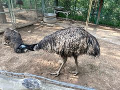 -青藏高原野生动物园