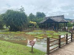 -中国科学院西双版纳热带植物园