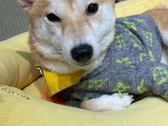 -逗柴咖啡屋·狗咖猫咖宠物桌游