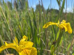 -野鸭湖国家湿地公园