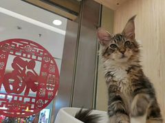 -爪爪喵星球·猫舍(益田假日里店)