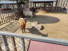 -沈阳森林动物园