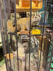 -酷嗒动物文化乐园(cutezoo西溪乐天城店)