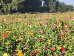 -长白岛森林公园