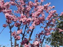 -大渡口区义渡公园