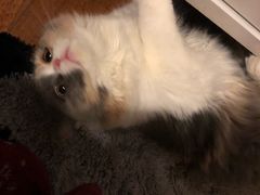 -灵美宠物诊所