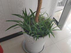 -体康盲人专业推拿