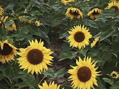 -汉长安城未央宫国家考古遗址公园