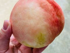 -老袁家蜜桃农场·阳山水蜜桃