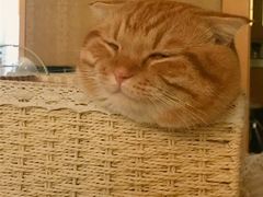 -BeauTea水仙(coco park店)