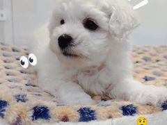 -1013 PET SHOP精品宠物商店(丁香店)