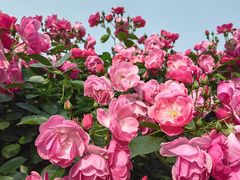 -上海滨江森林公园