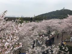 -苏州上方山国家森林公园