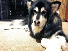 -more than meow吴止猫主题餐厅(承德 中船汇店)