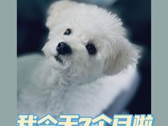 -宠爱多约克夏马尔济斯泰迪小型犬专卖