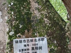 -瑞丽独树成林风景区