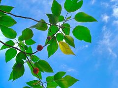 -禅宗少林·音乐大典