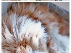 -平行世界·猫咖(首经贸店)