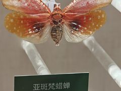 -国家自然博物馆