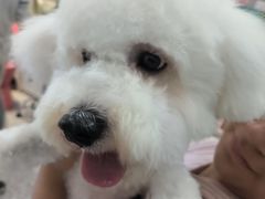 -宠物家(角门东店)