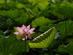 -荔湾湖公园