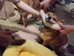 -逗柴咖啡屋·狗咖猫咖宠物桌游